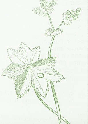 dibujo alchemilla vulgaris