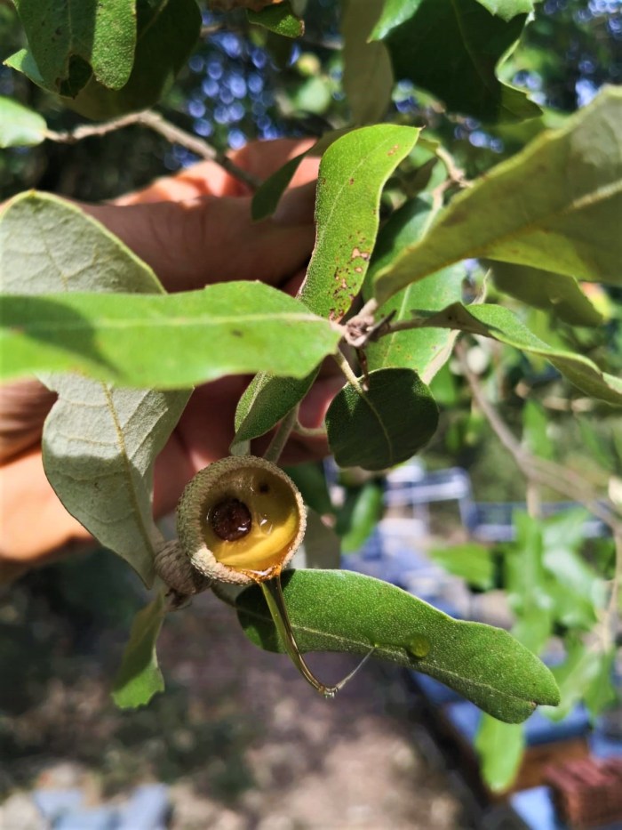 foto miel de encina melaza liebana