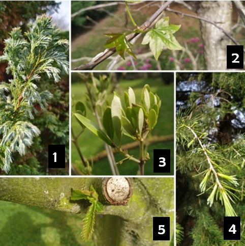 concurso primaveral 2 para respuestas