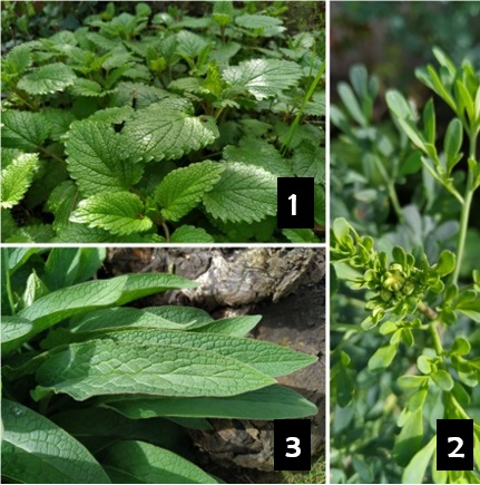 concurso primaveral 3 para respuestas